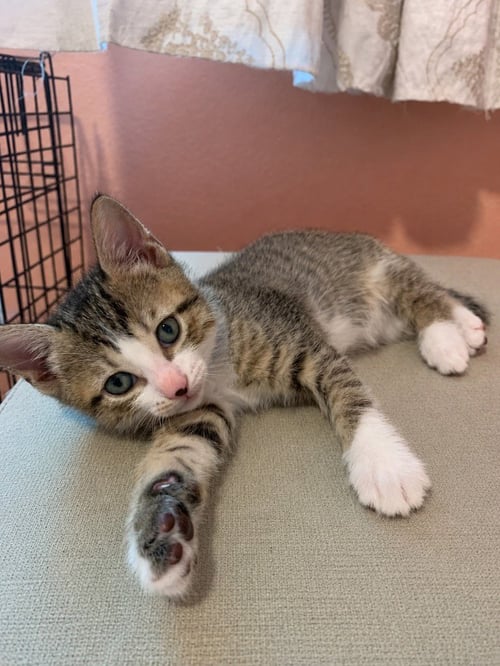 NEPTUNE - Tabby for adoption in San Antonio