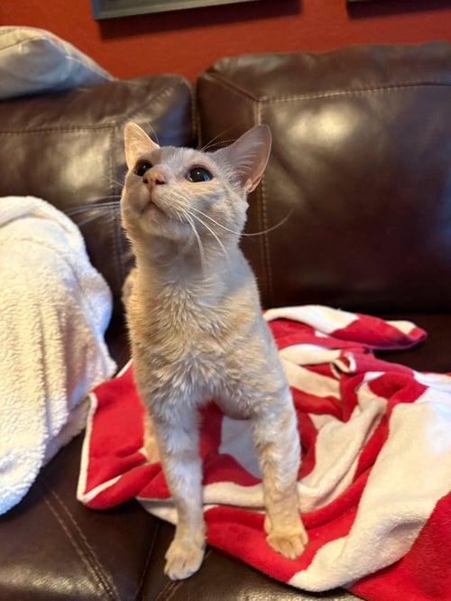 FRED - Tabby available for adoption