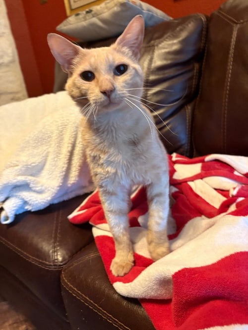 FRED - Tabby available for adoption