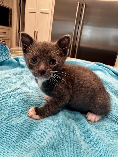 DK - Domestic Short Hair available for adoption