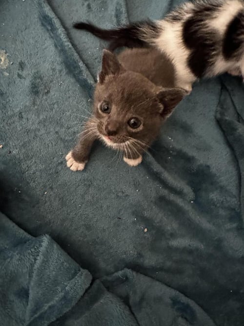 DK - Domestic Short Hair available for adoption