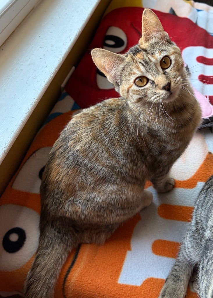 ROSIE - Tabby / Calico available for adoption