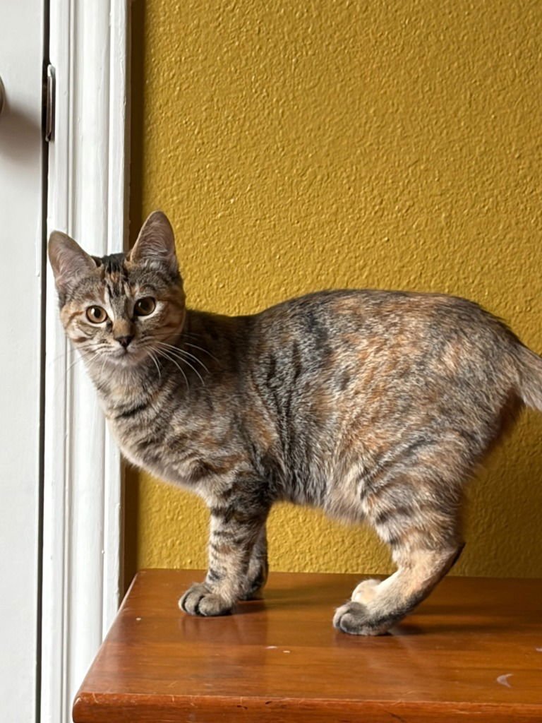 ROSIE - Tabby / Calico available for adoption