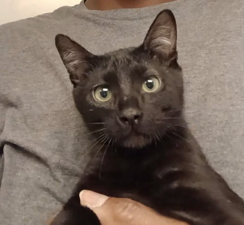 JILL - Domestic Short Hair available for adoption