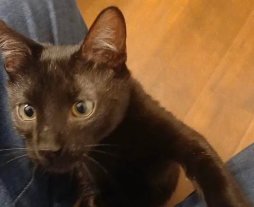 JILL - Domestic Short Hair available for adoption