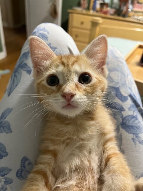 APRICOT - Tabby available for adoption