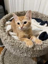 Apricot - Photo 2