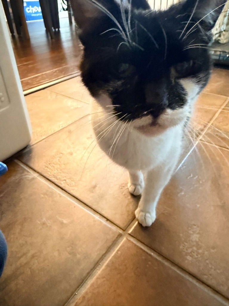 CARRINA - Domestic Short Hair available for adoption