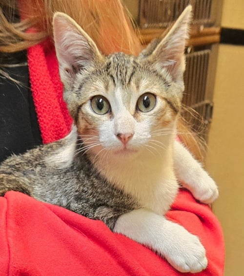 HAWTHORN REVAN - Domestic Short Hair / Tabby available for adoption