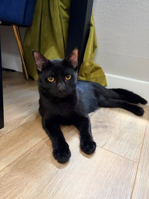 FREDDIE - Domestic Short Hair available for adoption