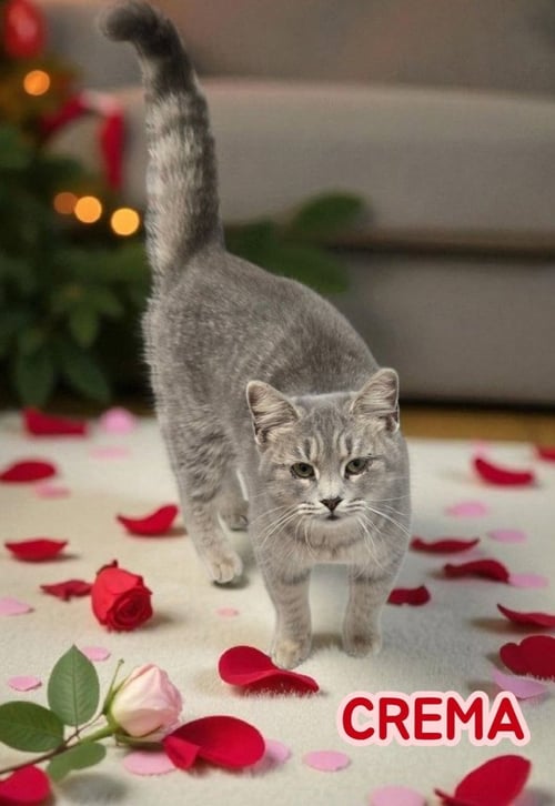 CREMA - Tabby / Domestic Short Hair available for adoption