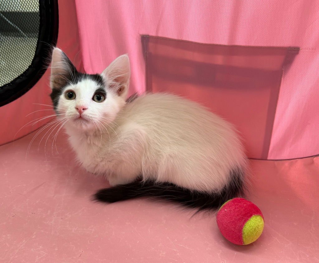 FLAMENCO - Domestic Long Hair available for adoption