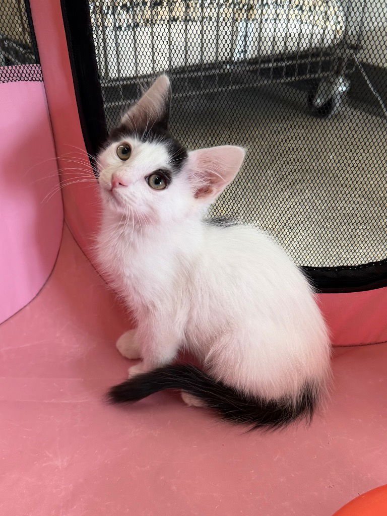 FLAMENCO - Domestic Long Hair available for adoption