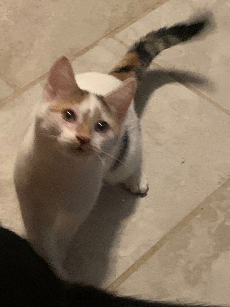 FANTA - Calico available for adoption