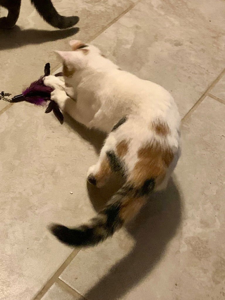 FANTA - Calico available for adoption