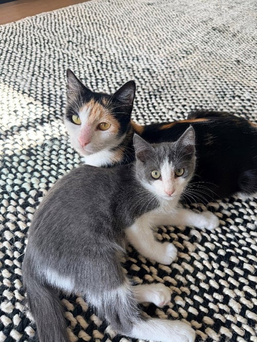 CALLIE - Calico available for adoption