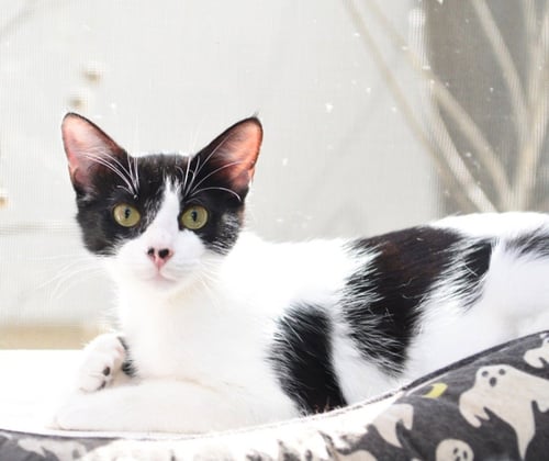 DOTTY - Domestic Short Hair available for adoption