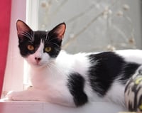 Dotty - Photo 3