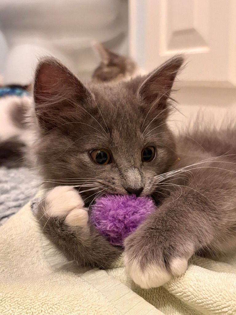 PUDDLE PUFF - Domestic Medium Hair available for adoption