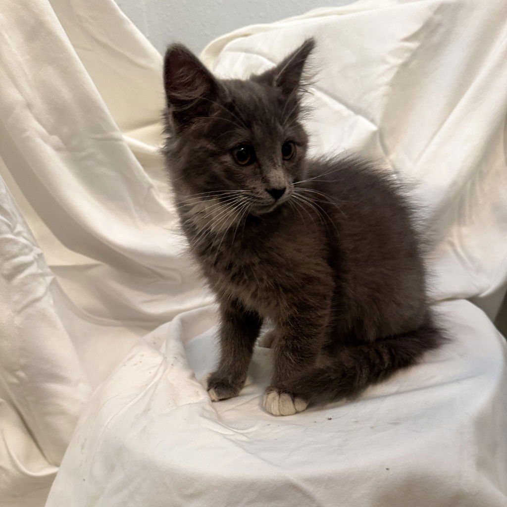 PUDDLE PUFF - Domestic Medium Hair available for adoption