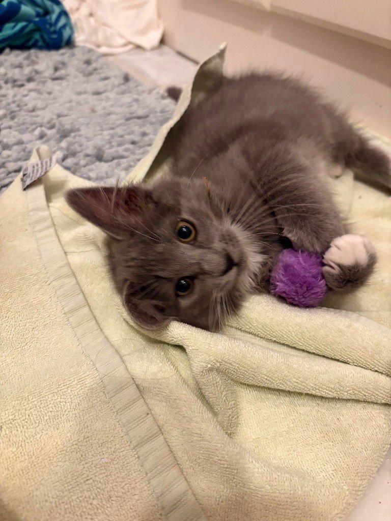 Puddle Puff - Photo 3