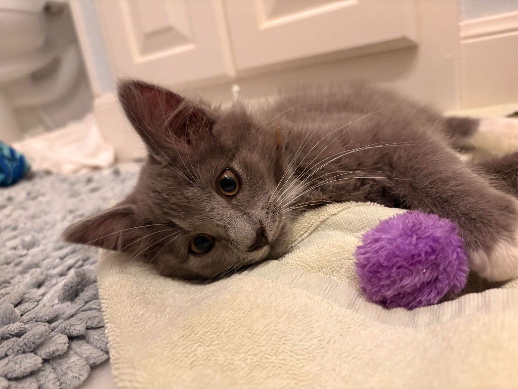 Puddle Puff - Photo 4