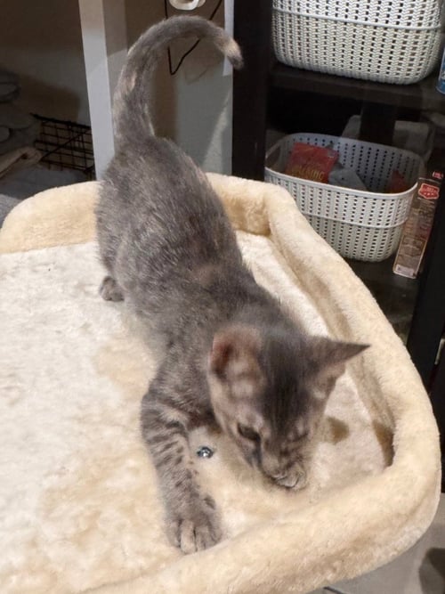 MISTY - Tabby available for adoption