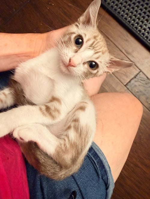 VANILLA BEAN - Tabby available for adoption