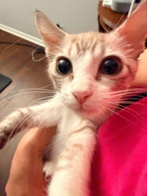 VANILLA BEAN - Tabby available for adoption