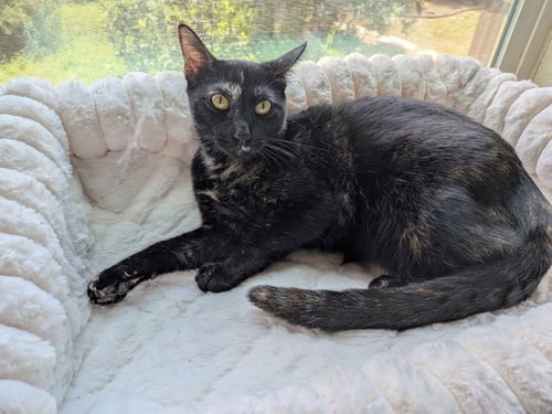 GEORGIE - Domestic Short Hair available for adoption