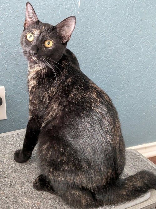 GEORGIE - Domestic Short Hair available for adoption