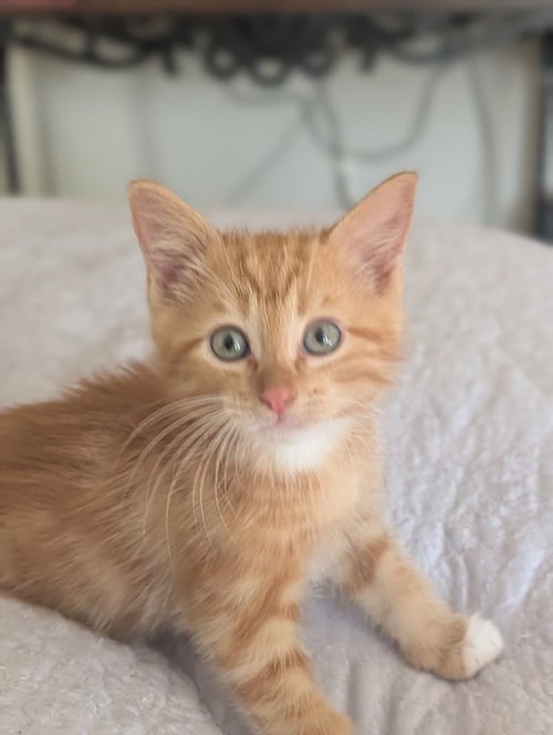 ODEN - Domestic Short Hair available for adoption