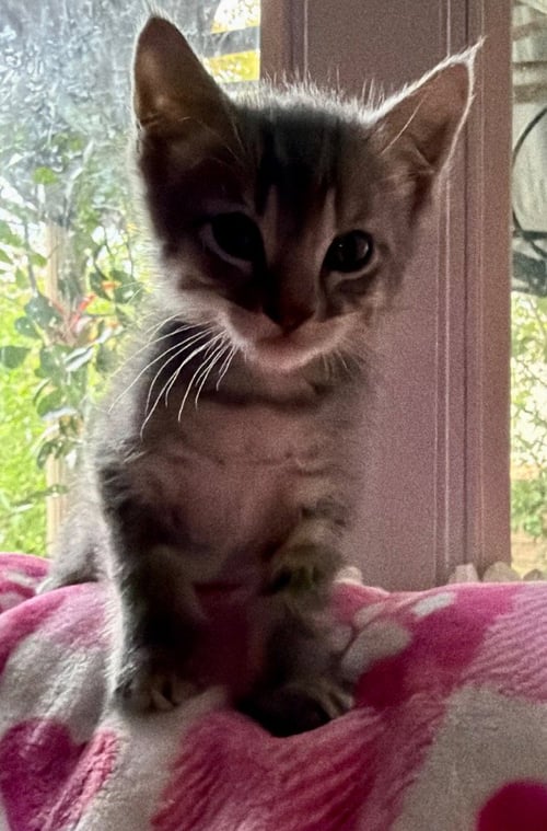 MICHAEL - Domestic Short Hair available for adoption