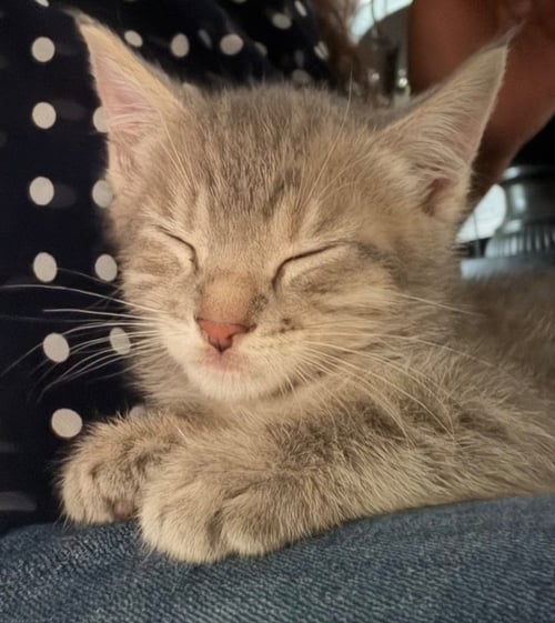 MICHAEL - Domestic Short Hair available for adoption