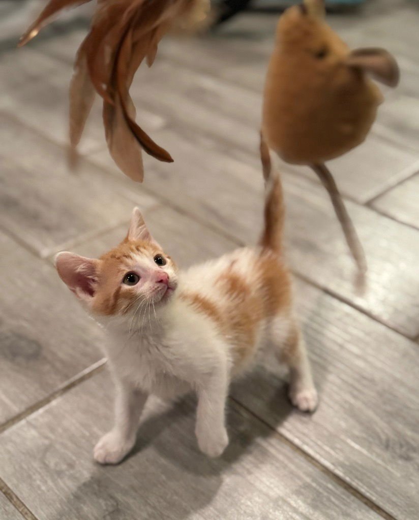 HOLLY - Tabby available for adoption