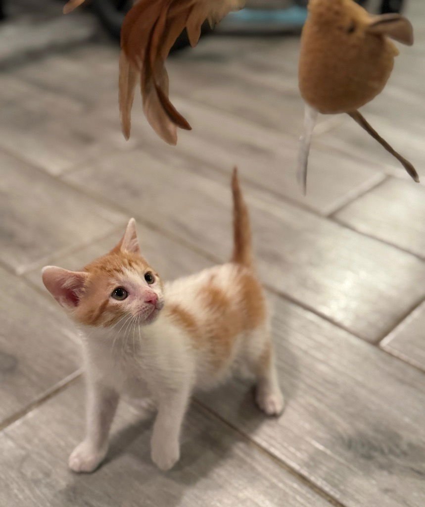 HOLLY - Tabby available for adoption