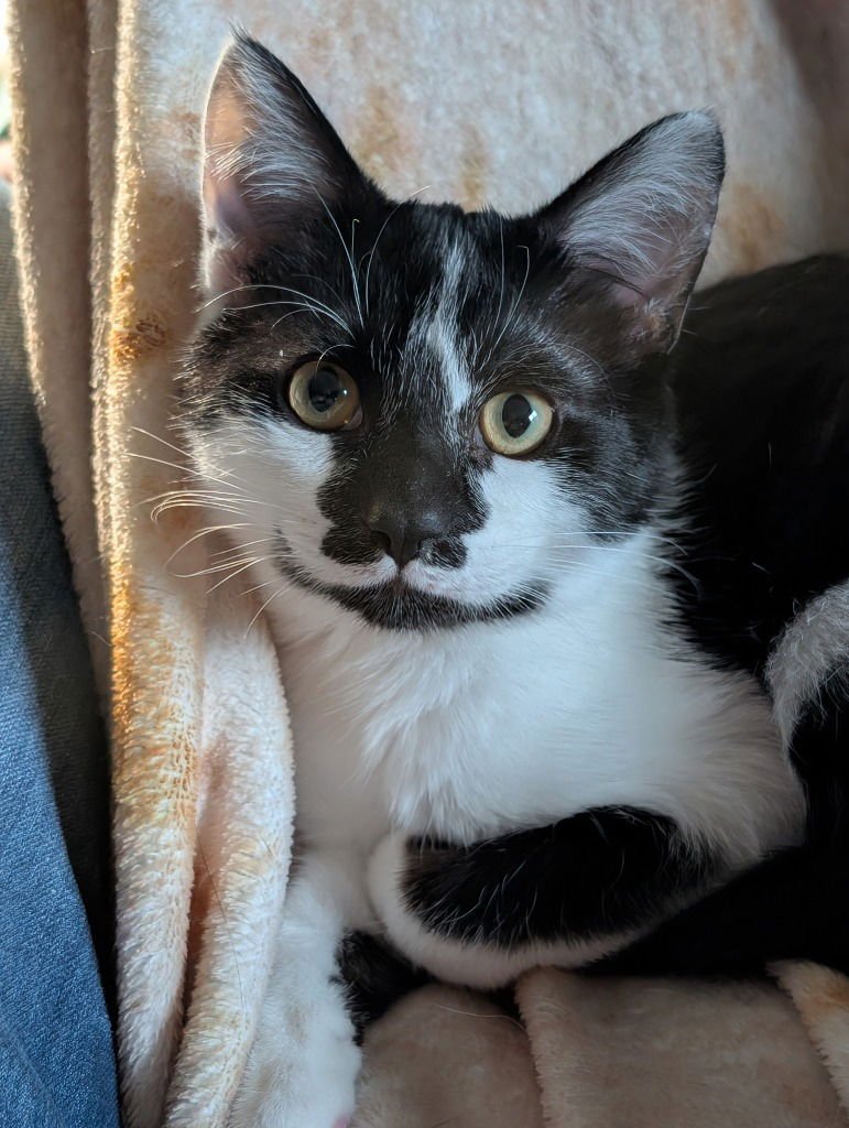 DR. RORSCHACH - Domestic Short Hair available for adoption