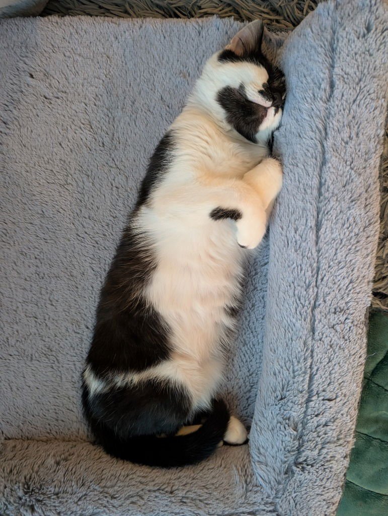 DR. RORSCHACH - Domestic Short Hair available for adoption