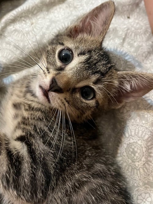 LEO - Tabby available for adoption