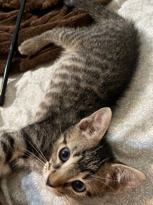 LEO - Tabby available for adoption