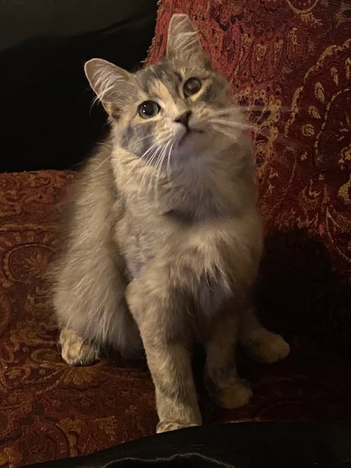 FOOFIE - Domestic Long Hair available for adoption