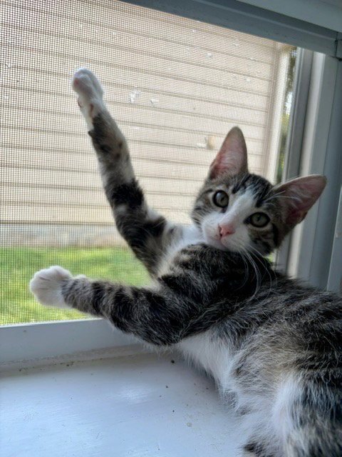 JAGUAR - Domestic Short Hair available for adoption