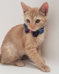 Ginger - Photo 1