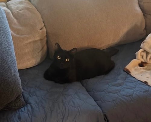 MEESHA - Bombay available for adoption