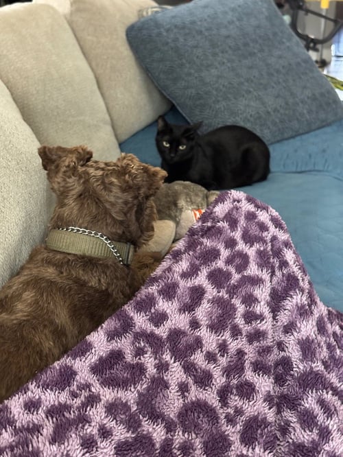 MEESHA - Bombay available for adoption