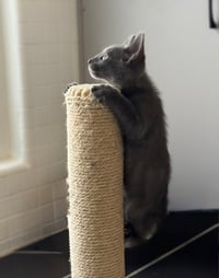 Mr. Guy - Photo 2