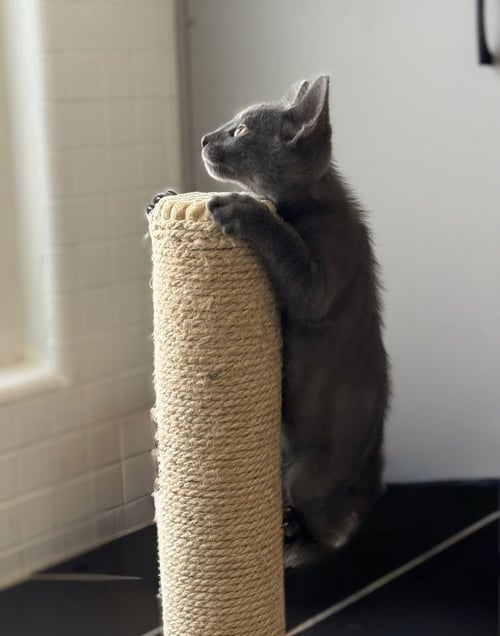 MR. GUY - Russian Blue / Domestic Short Hair available for adoption