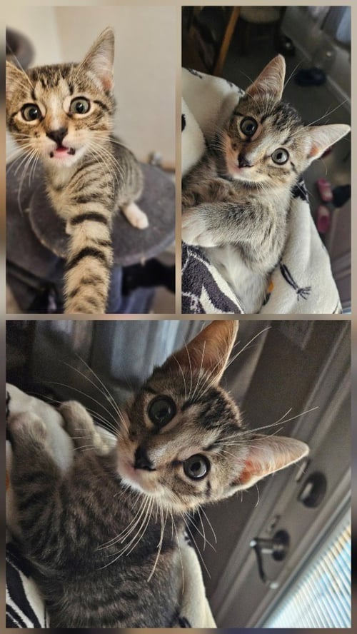NUMBER 5 - Domestic Short Hair available for adoption