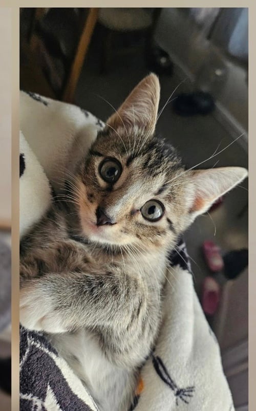 NUMBER 5 - Domestic Short Hair available for adoption
