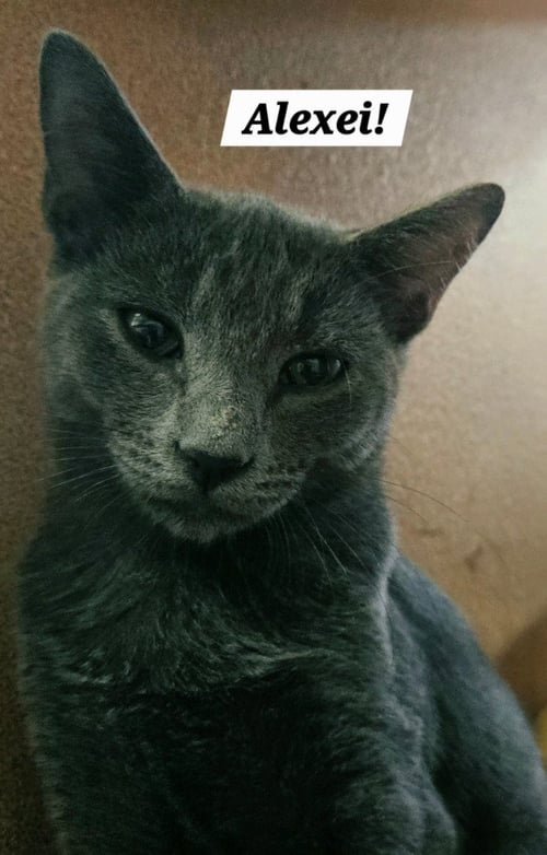 ALEXEI - Domestic Short Hair available for adoption